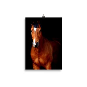 Poster Cheval Marron
