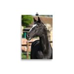 Poster Cheval KWPN