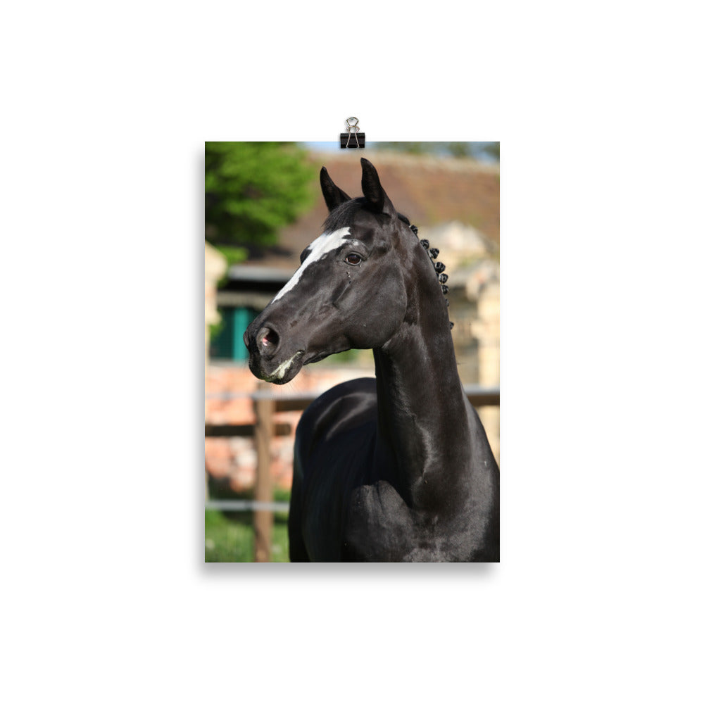 Poster Cheval KWPN