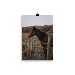 Poster Cheval au pré