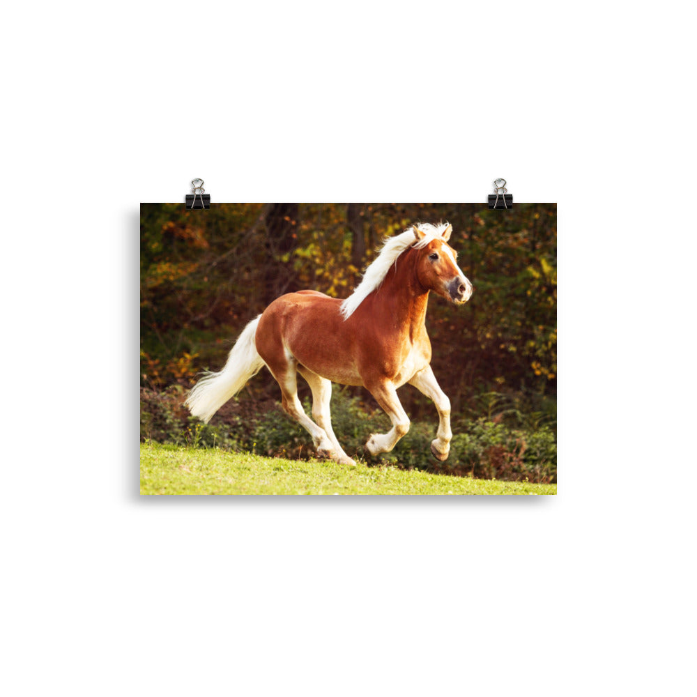 Poster Cheval Haflinger