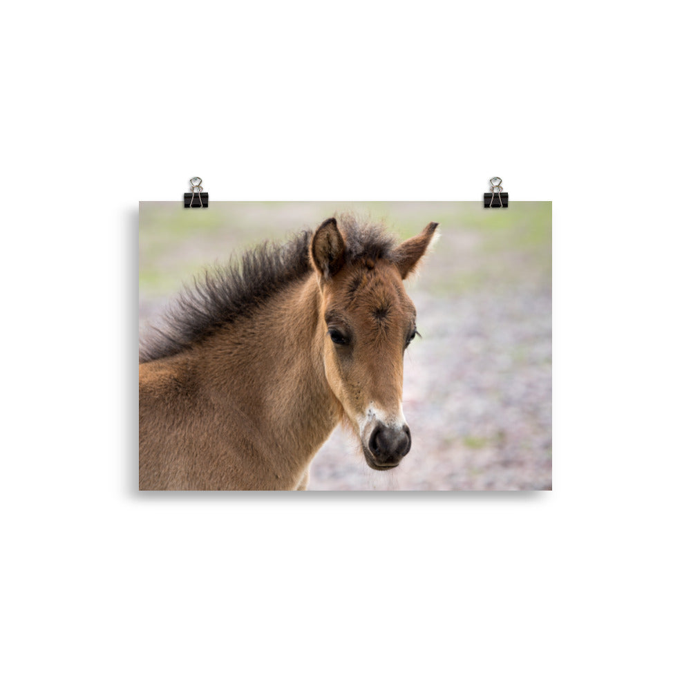 Poster Pouliche