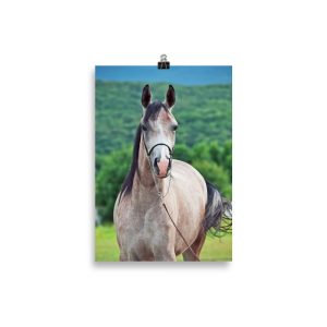 Poster Cheval Clair