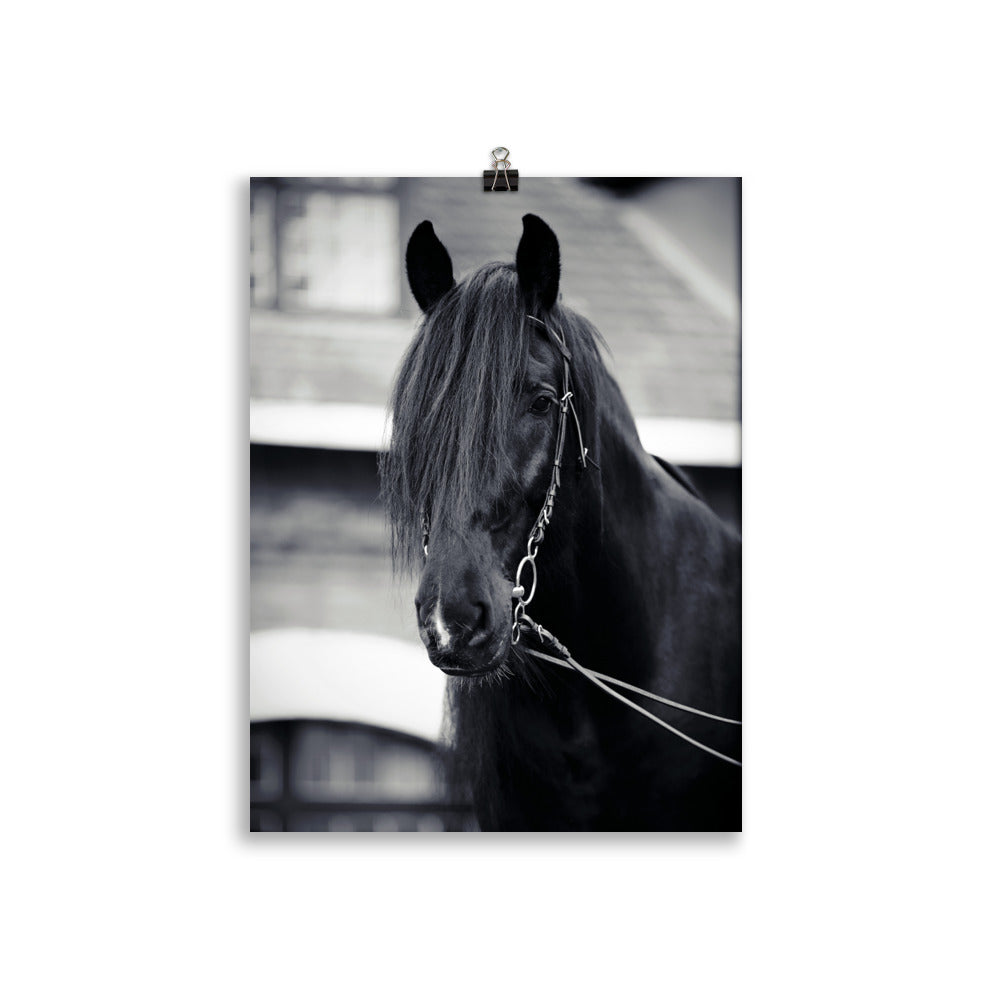 Poster Cheval Noir – Image 2