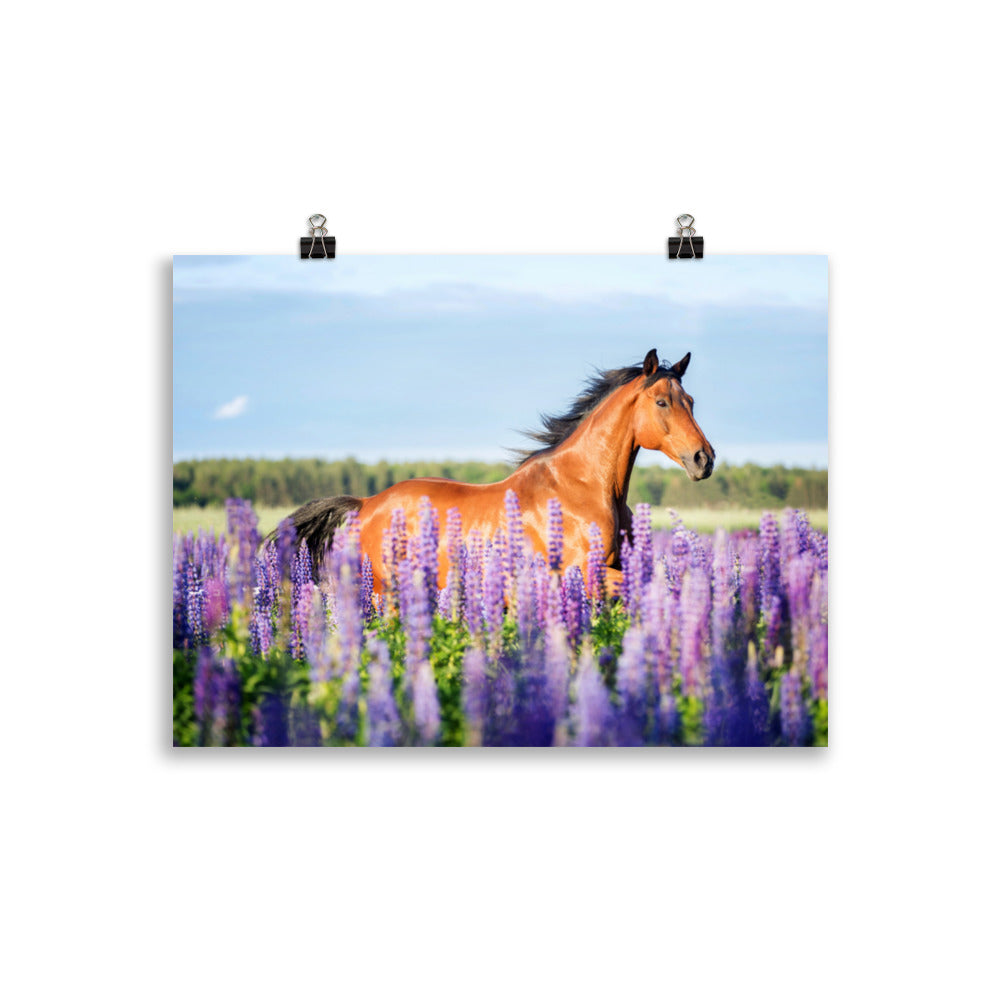 Poster Cheval champ de lavande – Image 2