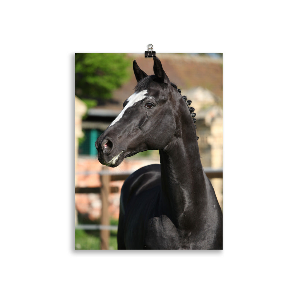 Poster Cheval KWPN – Image 2