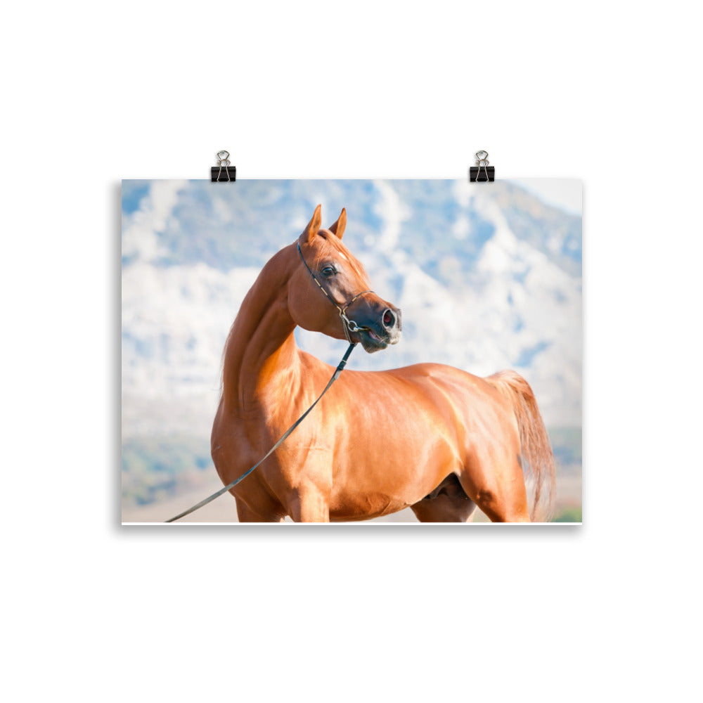 Poster Cheval Arabe – Image 2