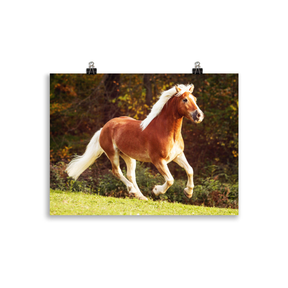 Poster Cheval Haflinger – Image 2