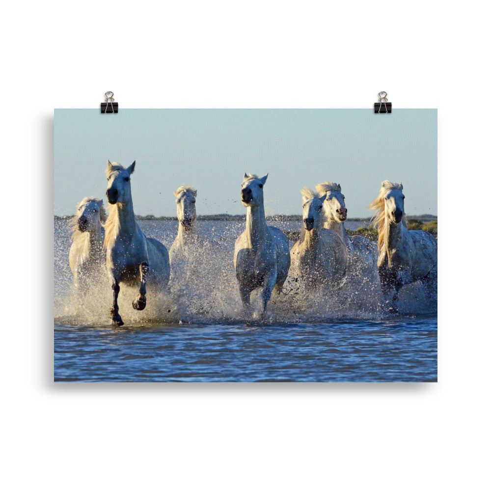 Poster cheval Camargue – Image 3