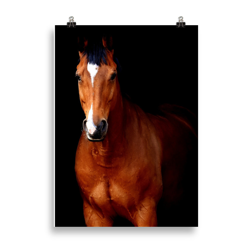 Poster Cheval Marron – Image 3