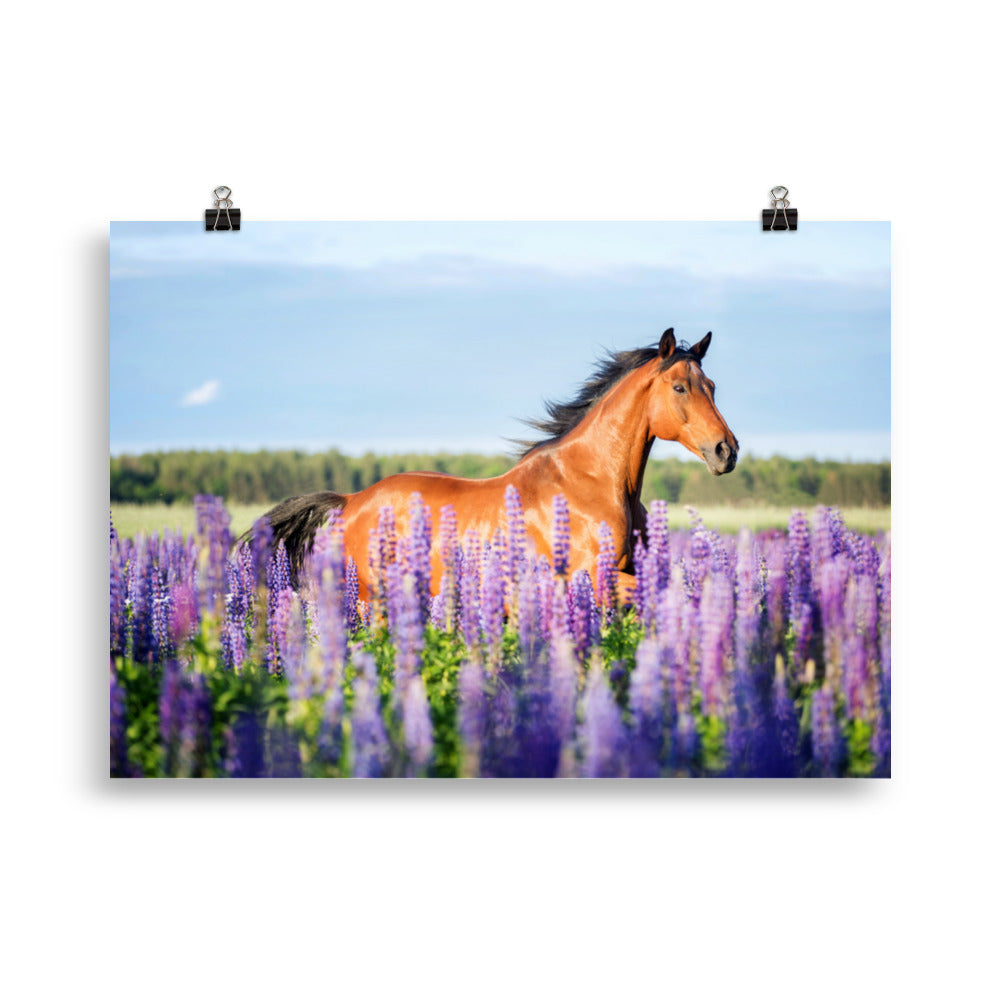Poster Cheval champ de lavande – Image 3