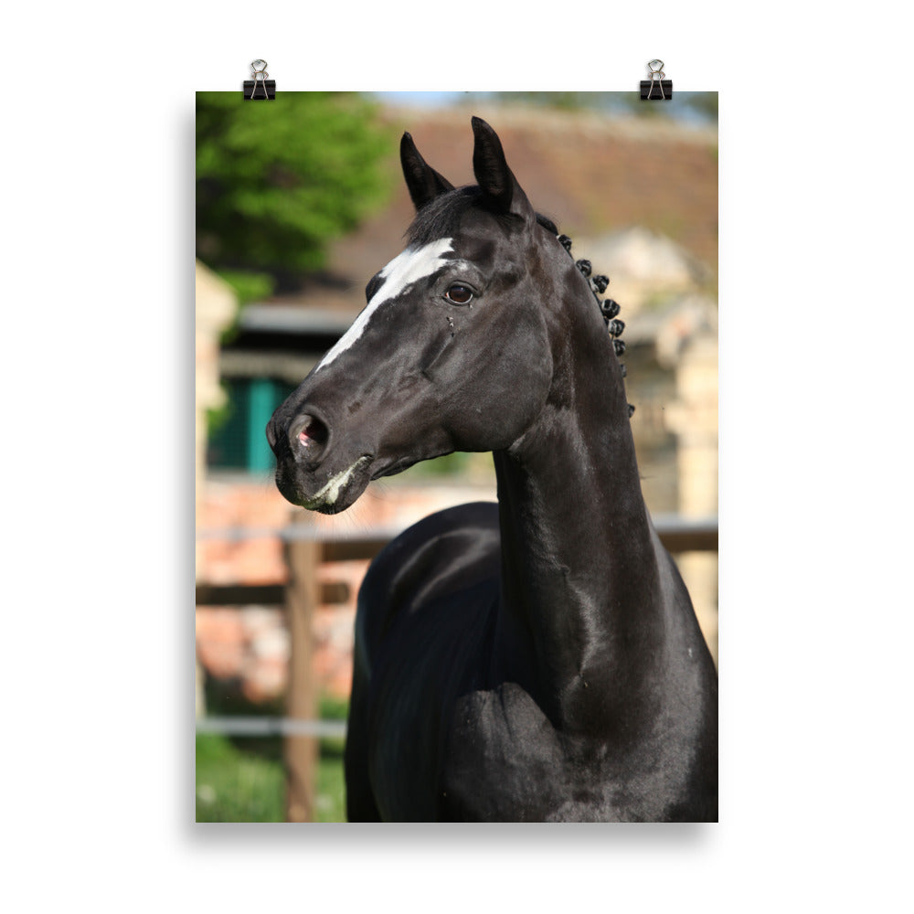 Poster Cheval KWPN – Image 3