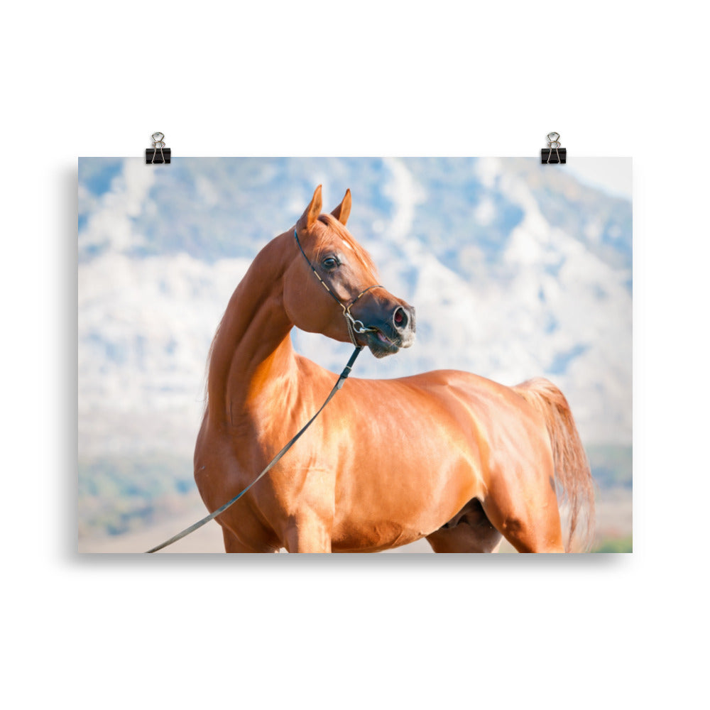 Poster Cheval Arabe – Image 3