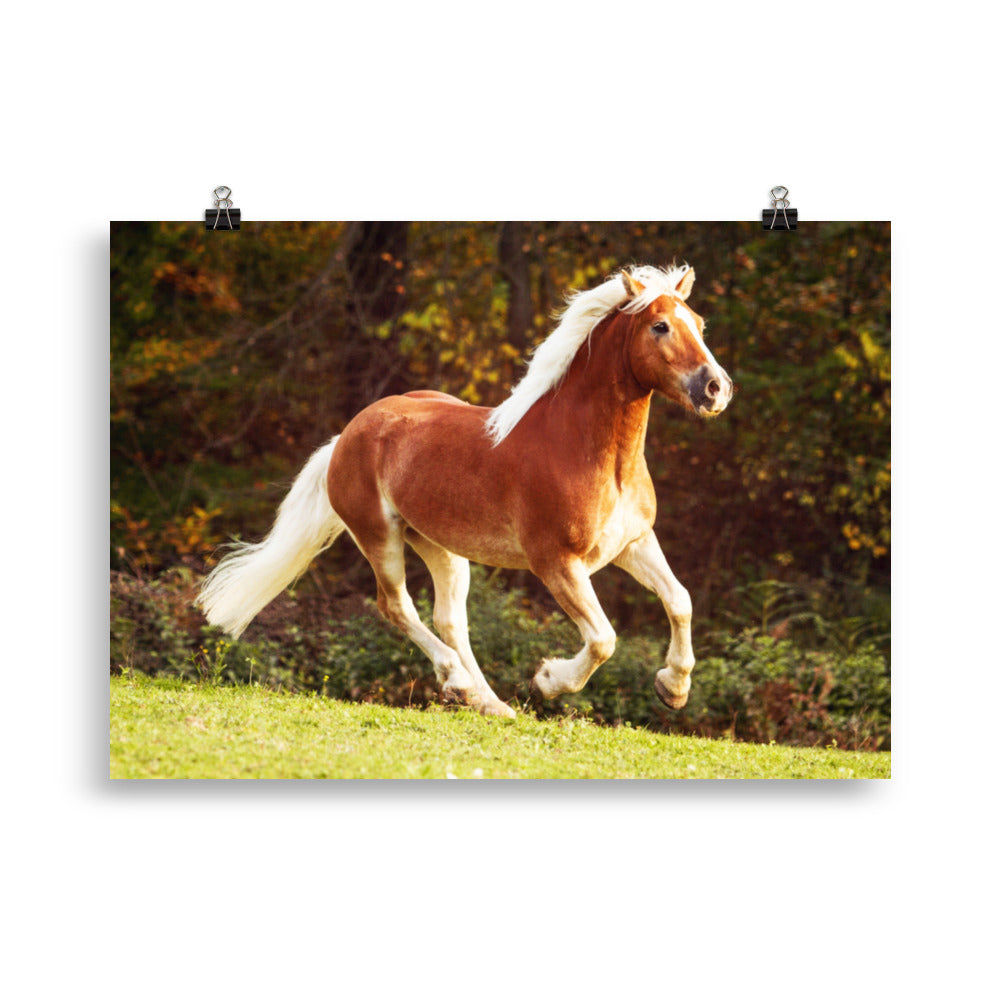Poster Cheval Haflinger – Image 3