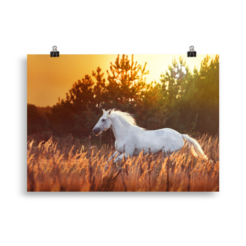 Poster Cheval Blanc Dans les Champs – Image 3