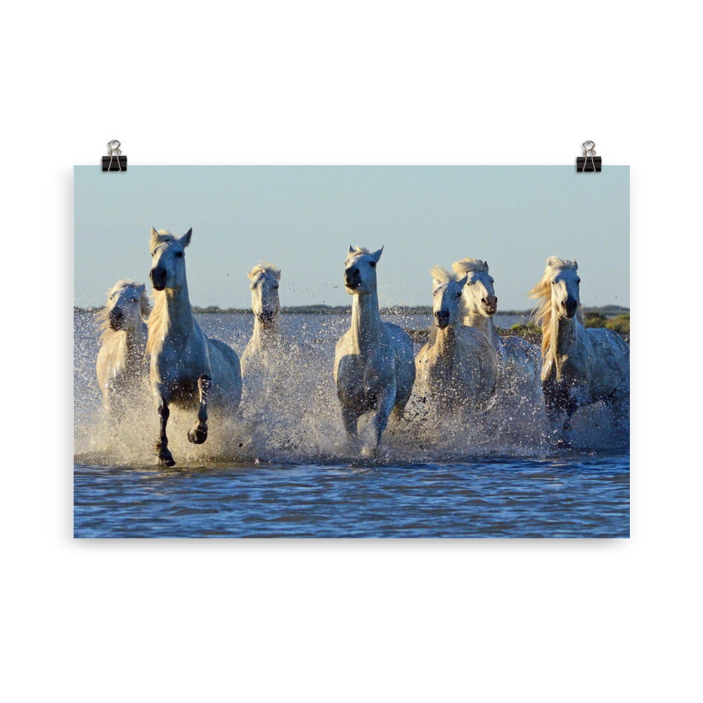 Poster cheval Camargue – Image 4
