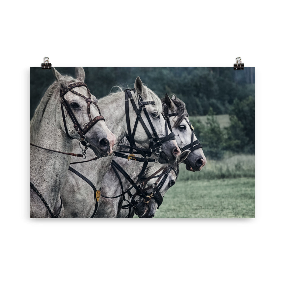 Poster cheval de guerre – Image 4