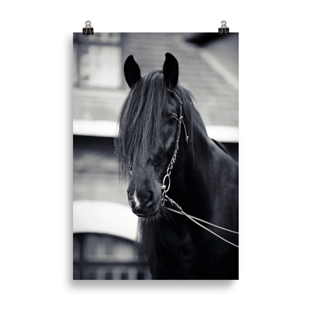 Poster Cheval Noir – Image 4