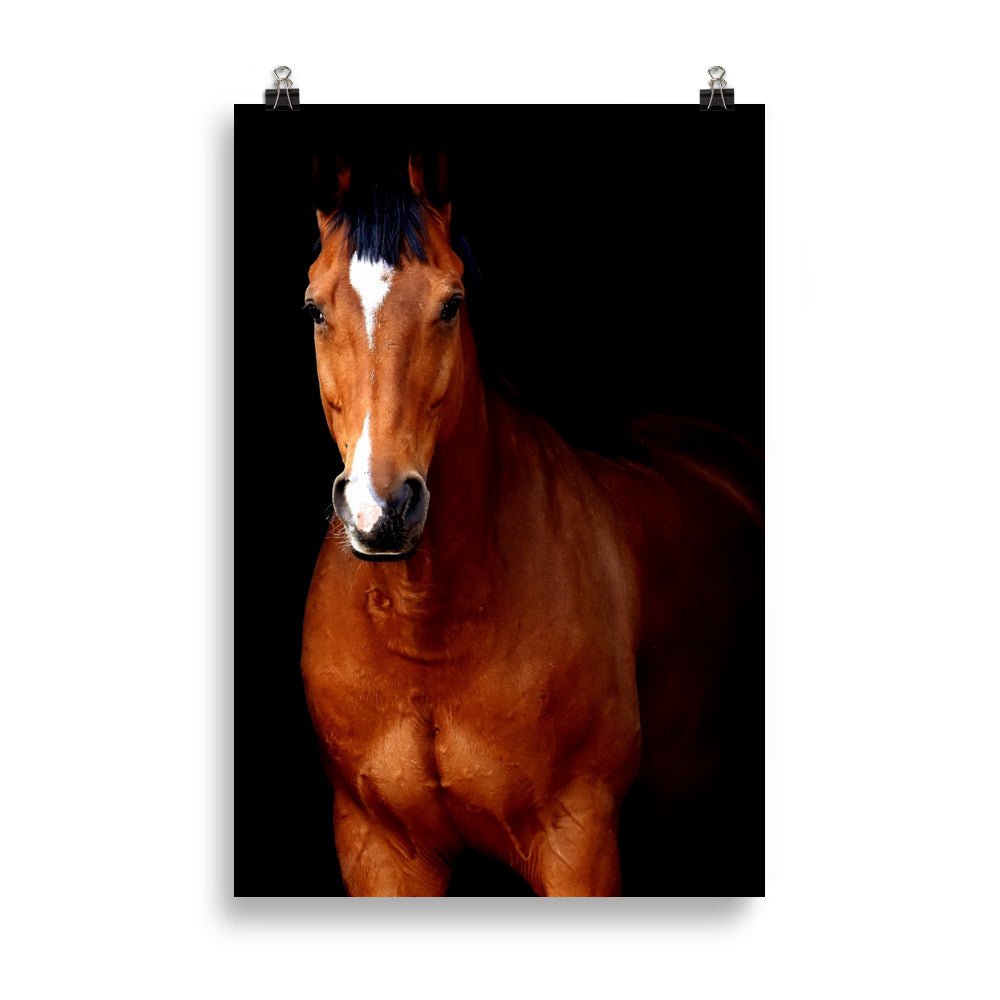 Poster Cheval Marron – Image 4