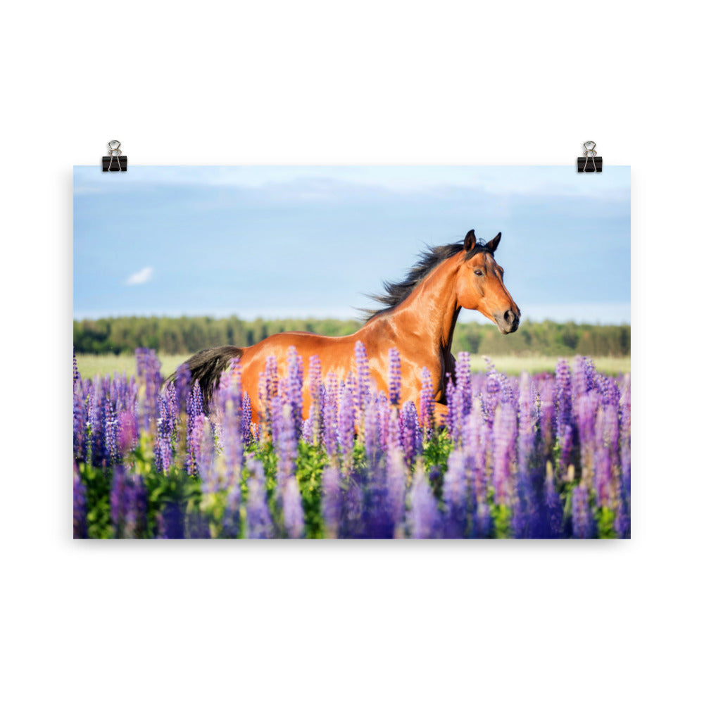 Poster Cheval champ de lavande – Image 4