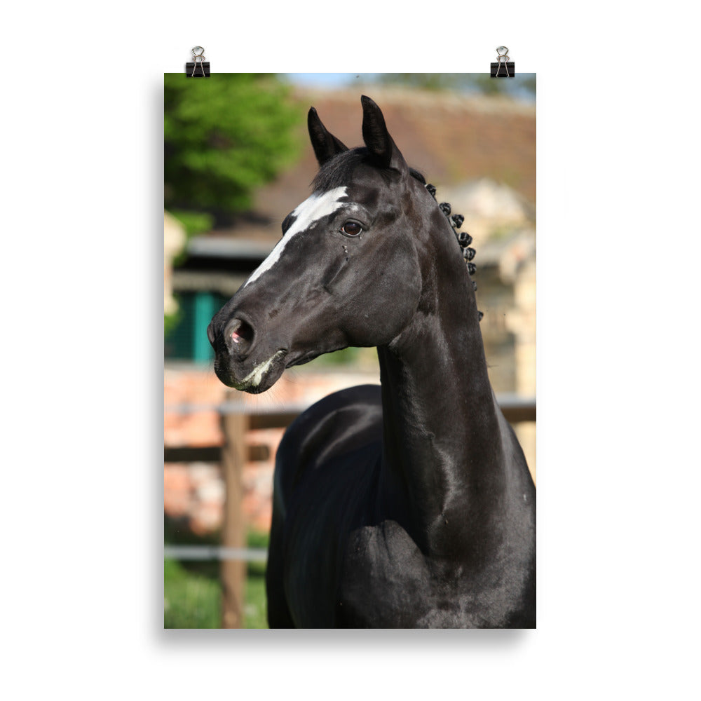 Poster Cheval KWPN – Image 4