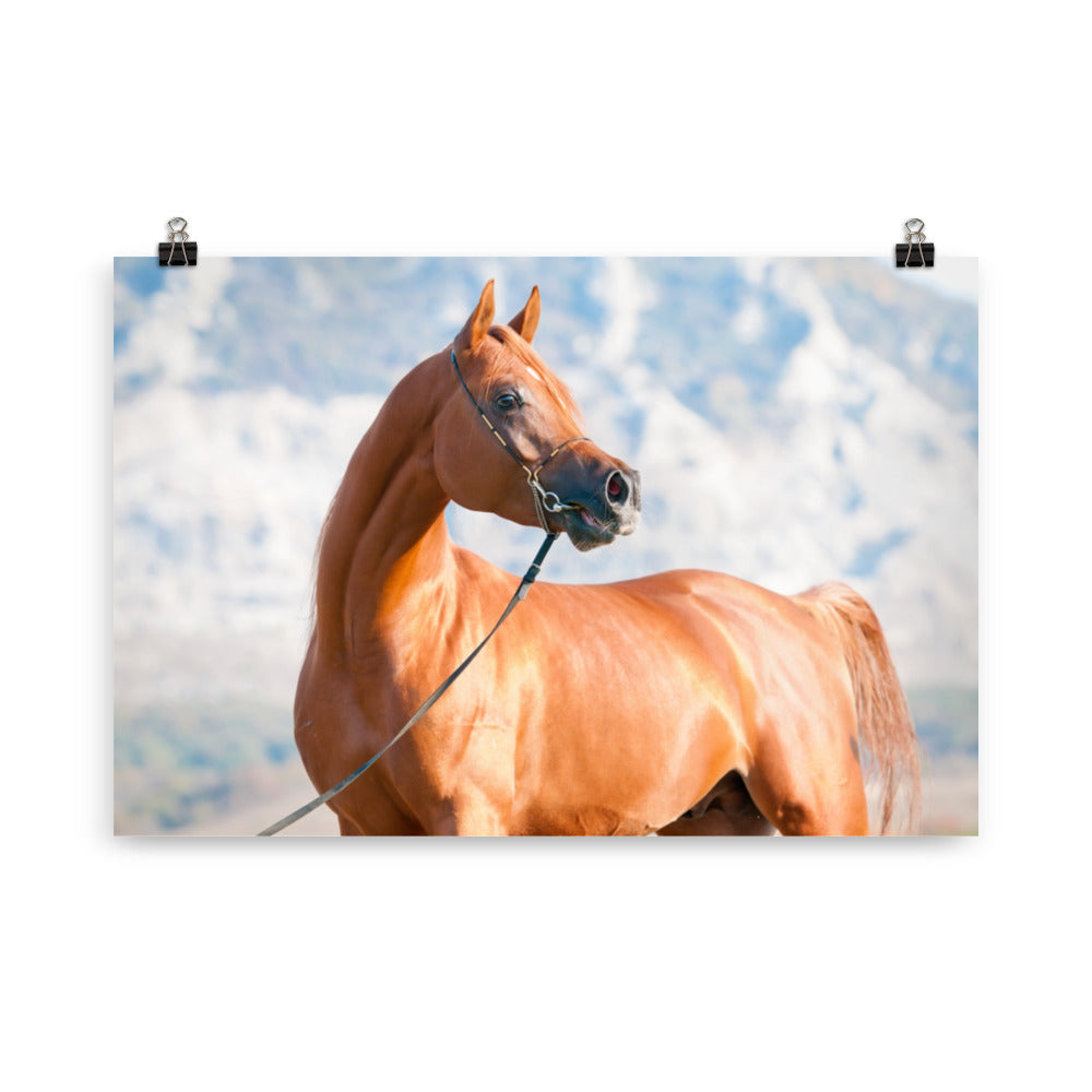 Poster Cheval Arabe – Image 4