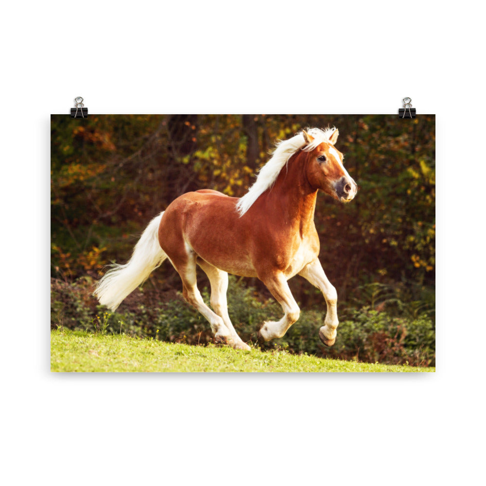 Poster Cheval Haflinger – Image 4