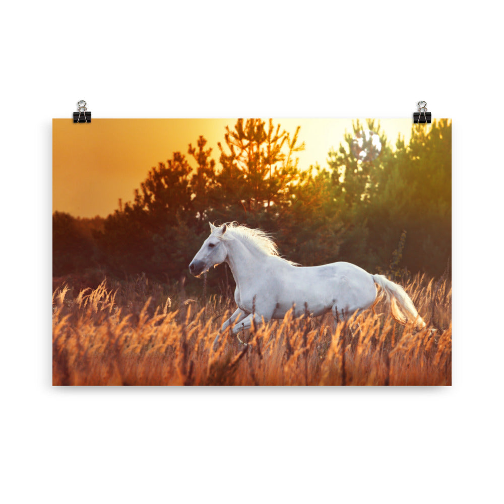 Poster Cheval Blanc Dans les Champs – Image 4