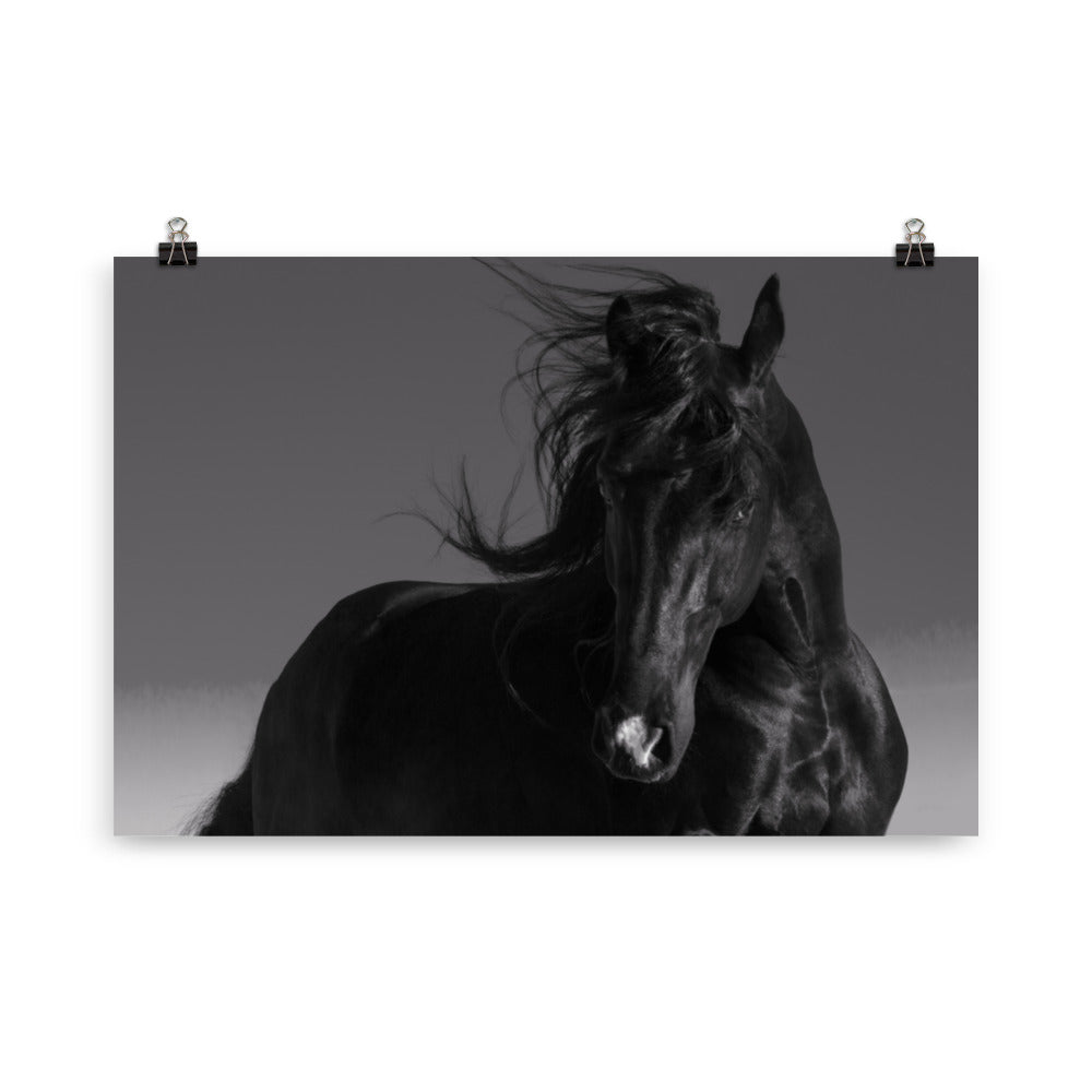 Poster Cheval Noir (noir et blanc) – Image 4