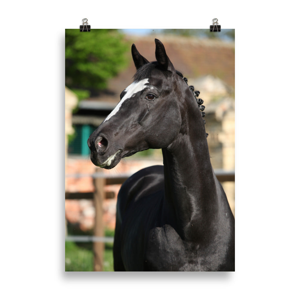 Poster Cheval KWPN – Image 5
