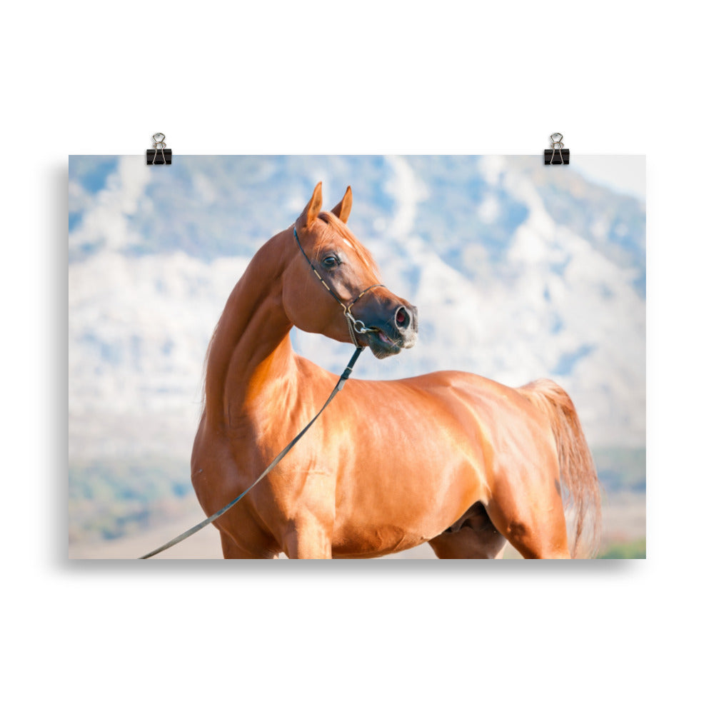 Poster Cheval Arabe – Image 5