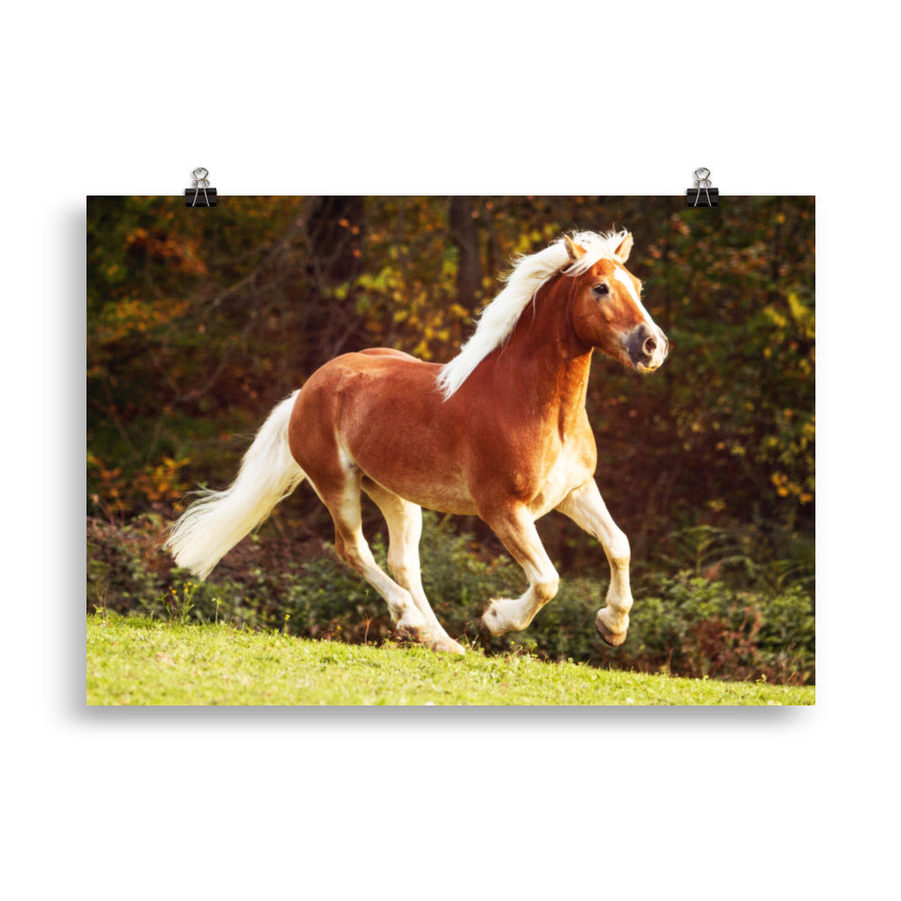 Poster Cheval Haflinger – Image 5