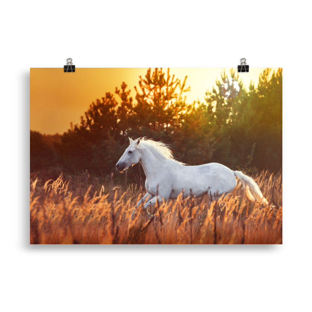 Poster Cheval Blanc Dans les Champs – Image 5