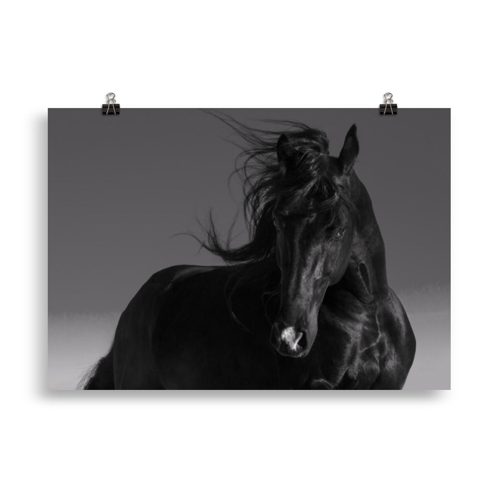 Poster Cheval Noir (noir et blanc) – Image 5