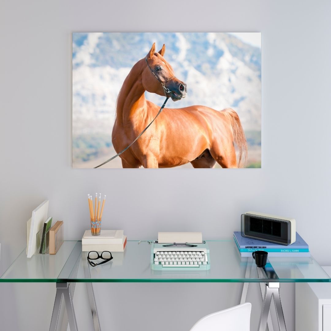 Poster Cheval Arabe – Image 6