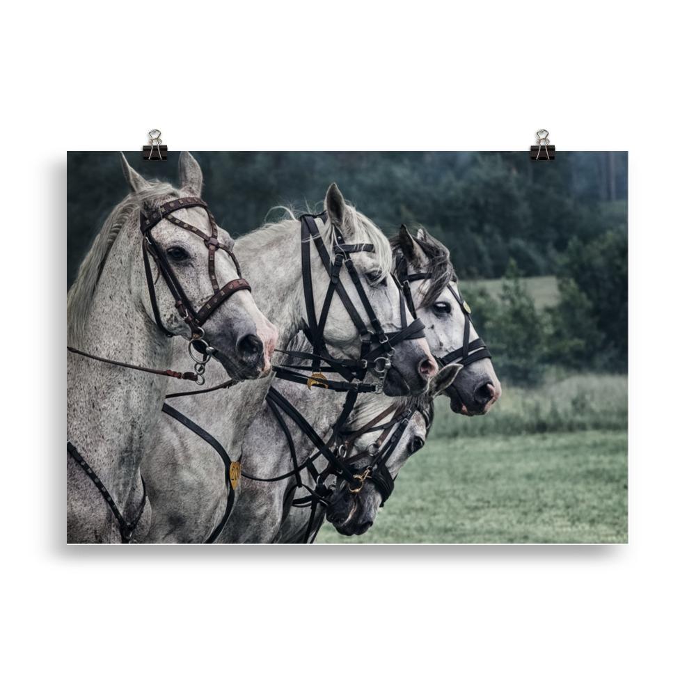 Poster cheval de guerre
