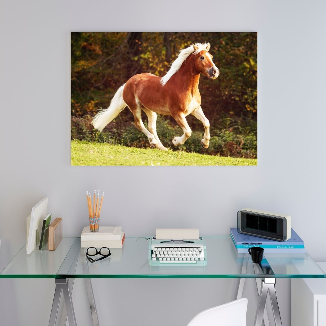 Poster Cheval Haflinger – Image 6