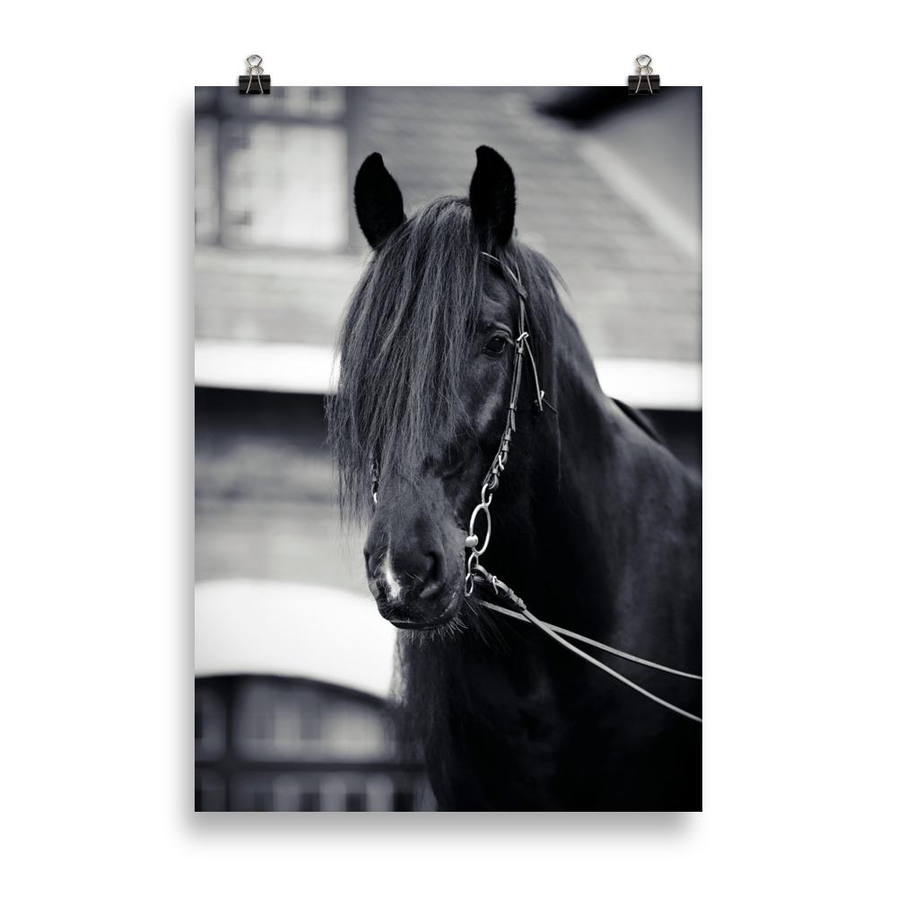 Poster cheval noir