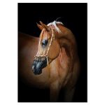 Tableau de Cheval Marron